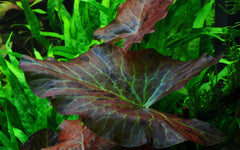 Nymphaea Lotus red (Roter Tigerlotus)