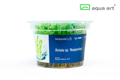 Rotala Nanjenshan