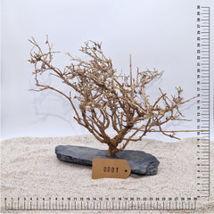 Handgemachter Bonsai Baum XL (ca.20-30cm)