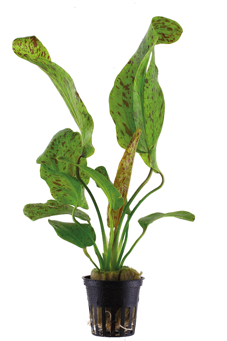 Echinodorus ozelot green (Grüner Ozelot Froschlöffel)